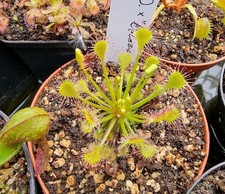 Drosera × beleziana "Giant"