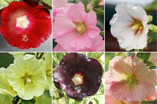 Samen stockrose mischung - stockrose,
