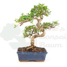 BONSAI Chinesische Ulme