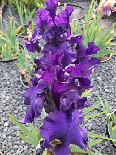Schwertlilie iris dusky - schwertlilie,