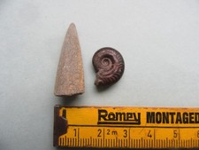 Fossilien,  Belemnit und Ammonit, Le Clapier, Frankreich