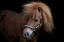 Lederhalfter Mini Shetty Minishetty Kelly Schwaz Braun Hellblau Türkis Perlen TY