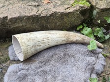 Deko-Horn, B-Ware, ca.1,6 l