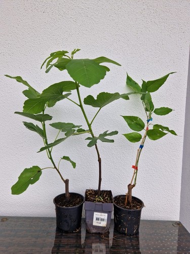 3er set pflanzen - 3er,