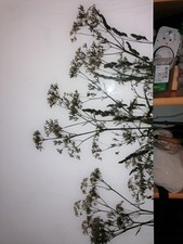 Glas Spritzschutz für die Küche. 