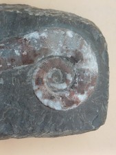 Litiuitesfossil bischofsstab - litiuitesfossil, "bischofsstab"