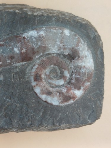 Litiuitesfossil bischofsstab - litiuitesfossil, "bischofsstab"