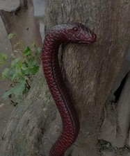 Holz Gehstock handgeschnitzt