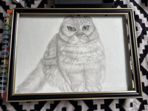Bleistiftzeichnung katze - bleistiftzeichnung,