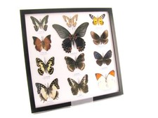 12 echte präparierte tote