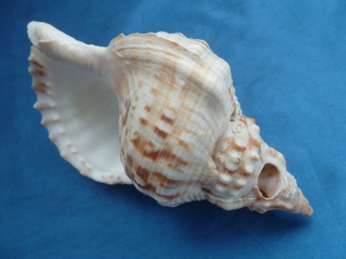 Muschelhorn tritonshorn - muschelhorn,
