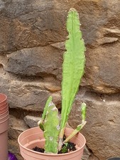 schöner ca. 25 cm großer Epiphyllum Blattkaktus mit 3 Trieben, ROTE Blüte +