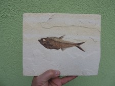 Fisch knightia aus - -, sp.