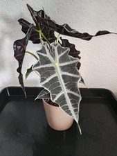 Pfeilblatt - Alocasia