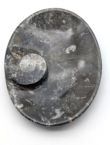 Sm0179 orthoceras - sm0179,