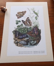 Grosser Schillerfalter * Schmetterling Kunstdruck  Poster  Bild  Dekoration