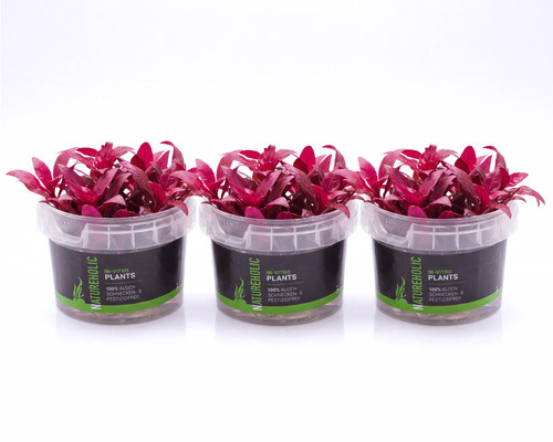 Natureholic alternanthera - natureholic,