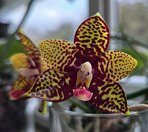 Orchidee phalaenopsis freya - orchidee,,