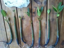 6 Red Mangrove Propagules -