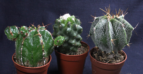 Euphorbia handiensis