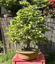 Bonsai Hainbuche (Carpinus
