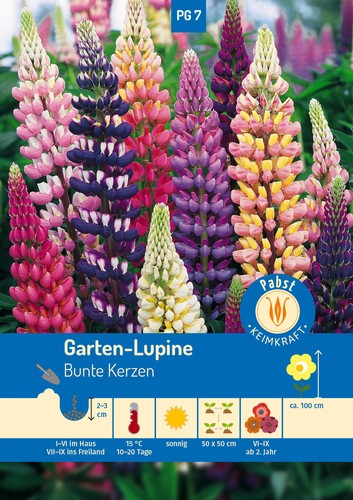 Gartenlupinen bunte kerzen - gartenlupinen,