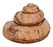 Dogger  Pleurotomaria sp