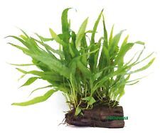 Microsorum pteropus auf Wurzel - Dennerle Aquarium Pflanze Deko Mangrovenwurzel