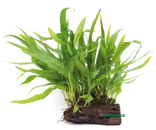 Microsorum pteropus auf wurzel - microsorum,