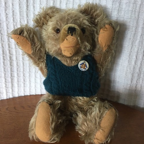 Wunderschöner zotty teddy - wunderschöner,