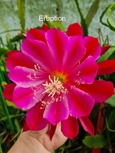 Epicactus eruption - „, “