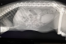 Surgery Cat Object Cursed Death Black Cat Gothic Horror Blue One Of A Kind Rare