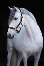 Covalliero Schwarz Cob