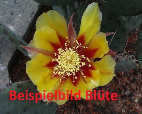 Opuntia violacea frostharte