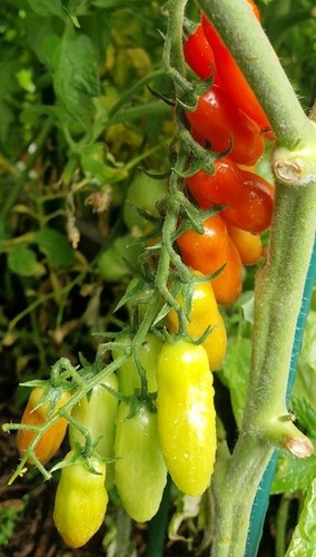 Tomate ewige liebe - tomate,