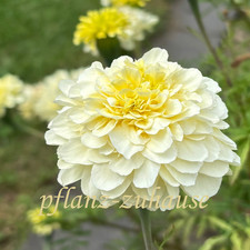 Studentenblume „Weisser Ball“, 100+ Samen (Tagetes erecta L.)