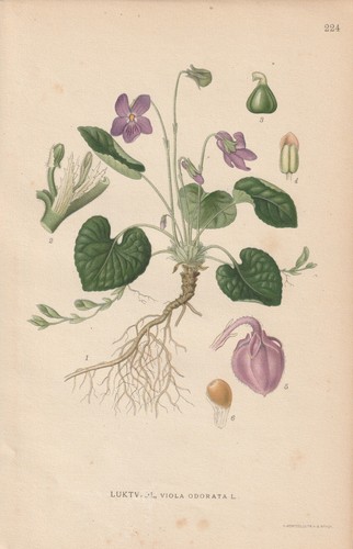Duftveilchen - , odorata)