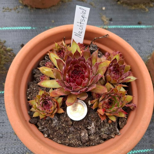 Sempervivum dachwurz hauswurz - sempervivum,
