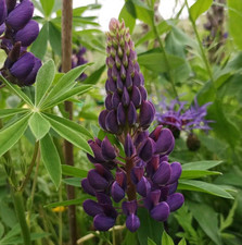 150 Samen Lupine Blau Lupinus