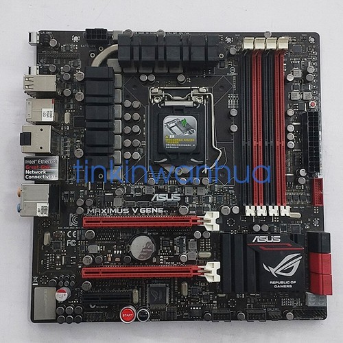 For maximus v gene - ,