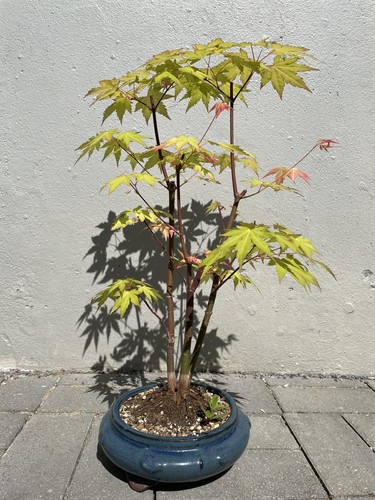 Bonsai acer palmatum orange - palmatum,