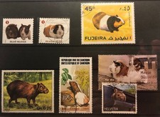 Kl. Lot Meerschweinchen