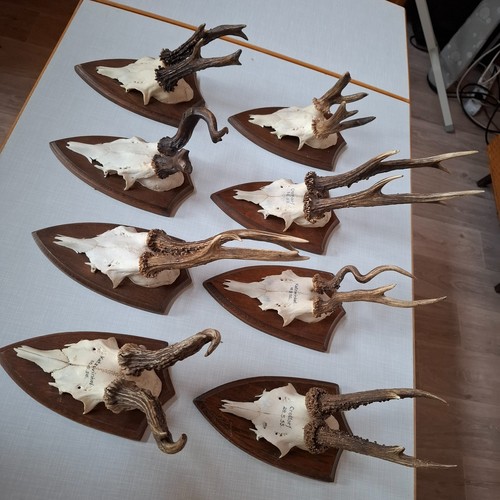 Rehbock gehörne geweih - gehörne,