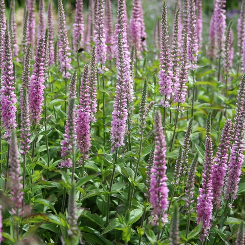 Ehrenpreis rosa toene - toene', 100