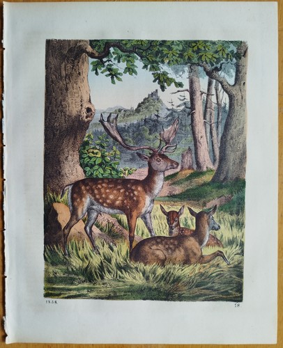 Hirsch damhirsch buch - damhirsch, der