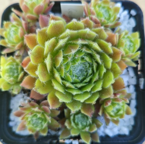 Sempervivum cyclopse 2x - sempervivum, "cyclopse"