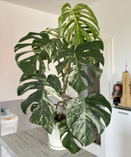 Schöne, große, seltene Monstera Deliciosa Variegata Pflanze in weißem Topf