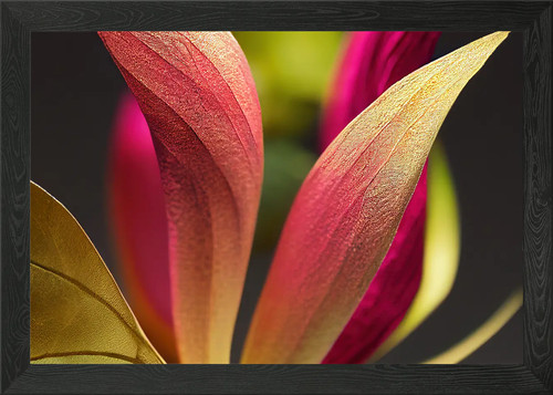 Nahaufnahme blumenblätter - nahaufnahme,