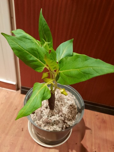 Mirabilis jalapa mit - mirabilis,