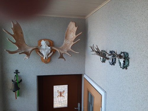 Elch geweih trophäe - geweih,